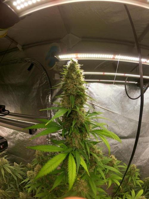 Dognabis 035 Permanent Marker (Zamnesia). Week 11 - Go Pro Vibes 