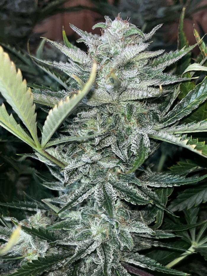 Blue Dream #35. Week 10