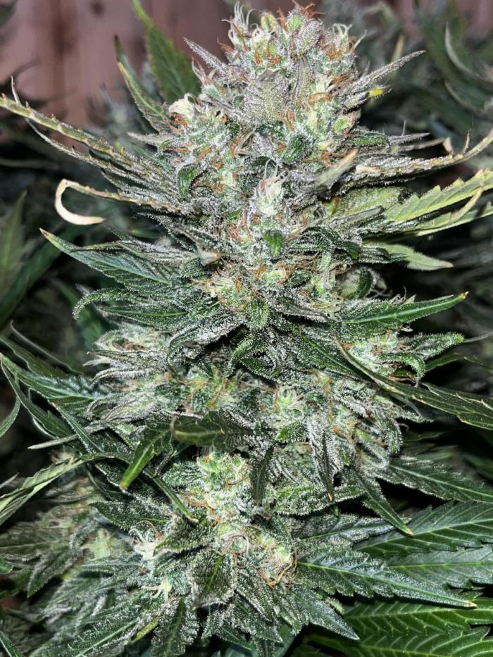 Blue dream #34. Week 10