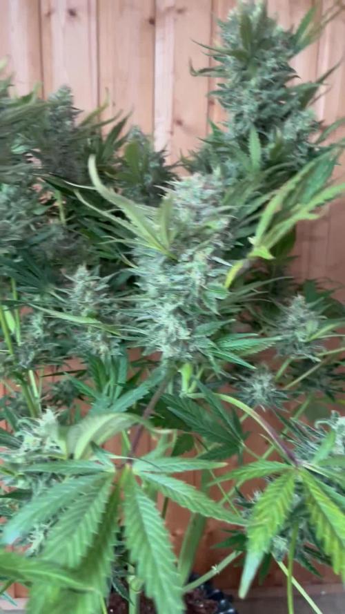 Blue dream #34