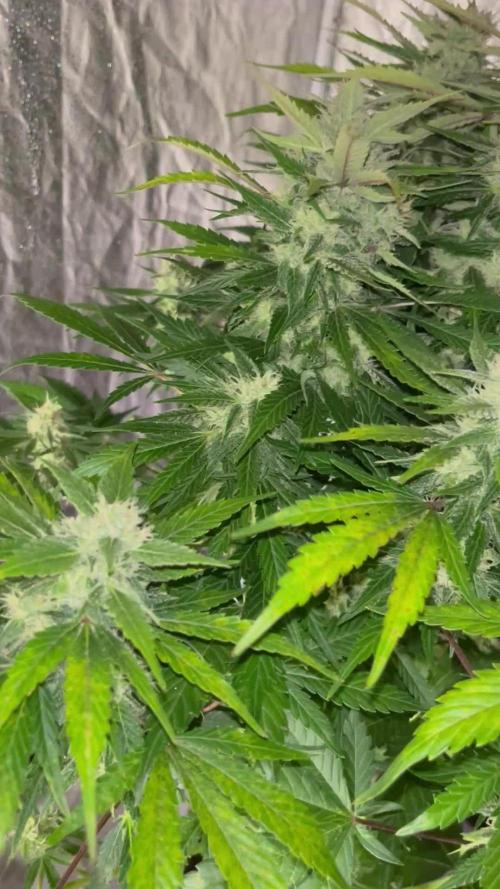 BlueBerry 