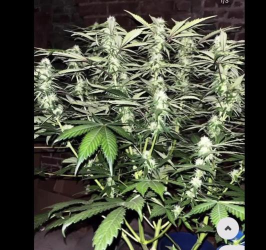 BlueBerry 