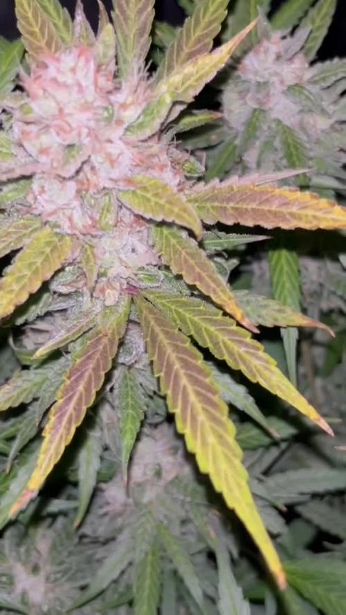 Blue Dream #37