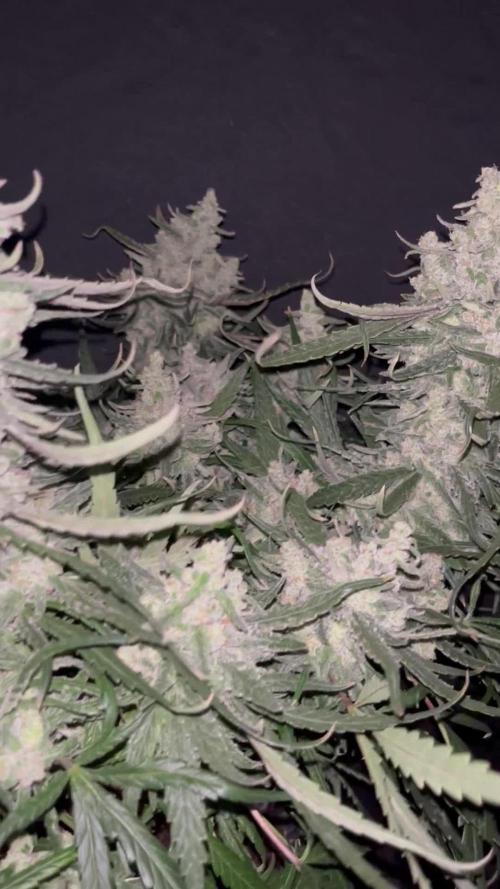 Super Lemon Haze #3