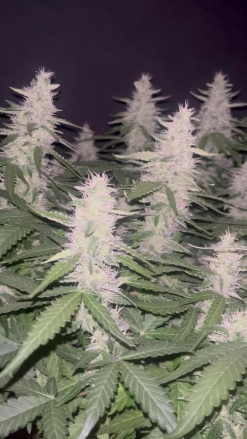 Blueberry #2