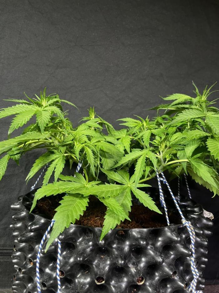 Blue Dream #39. Week 4