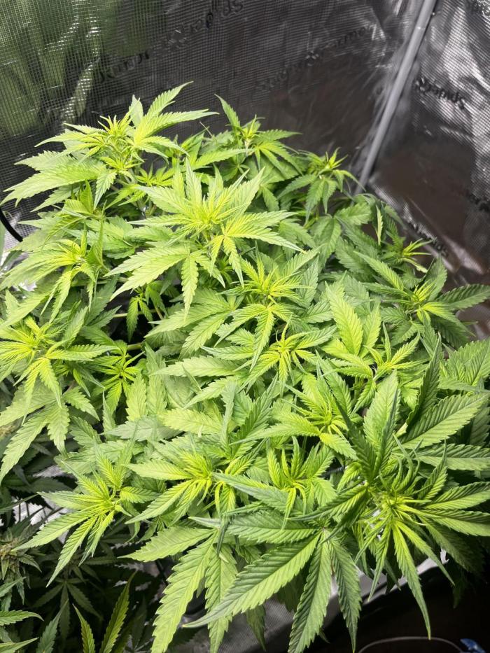 Blue Dream #39. Week 5