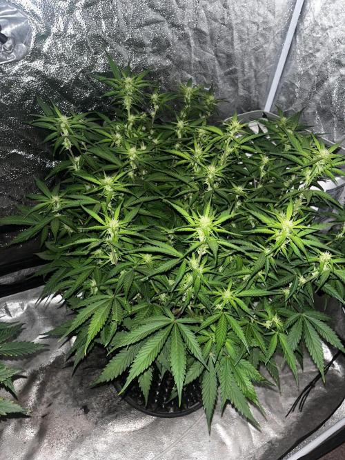 Blue Dream #39. Week 6