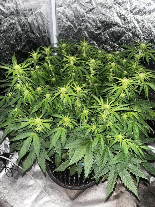 Blue Dream #39. Week 6