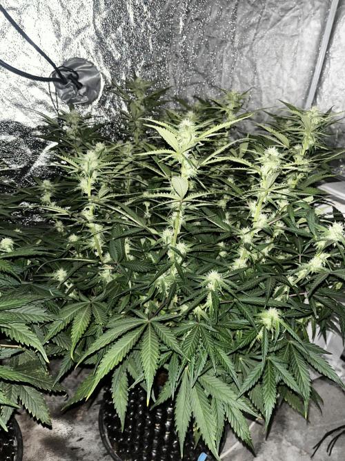 Blue Dream #39. Week 7