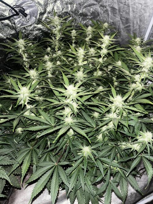 Blue Dream #39. Week 7