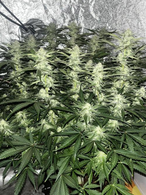 Blue Dream #39. Week 8