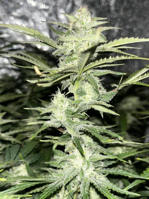 Blue Dream #39. Week 8