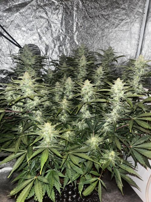 Blue Dream #39. Week 9