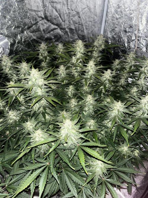 Blue Dream #39. Week 9