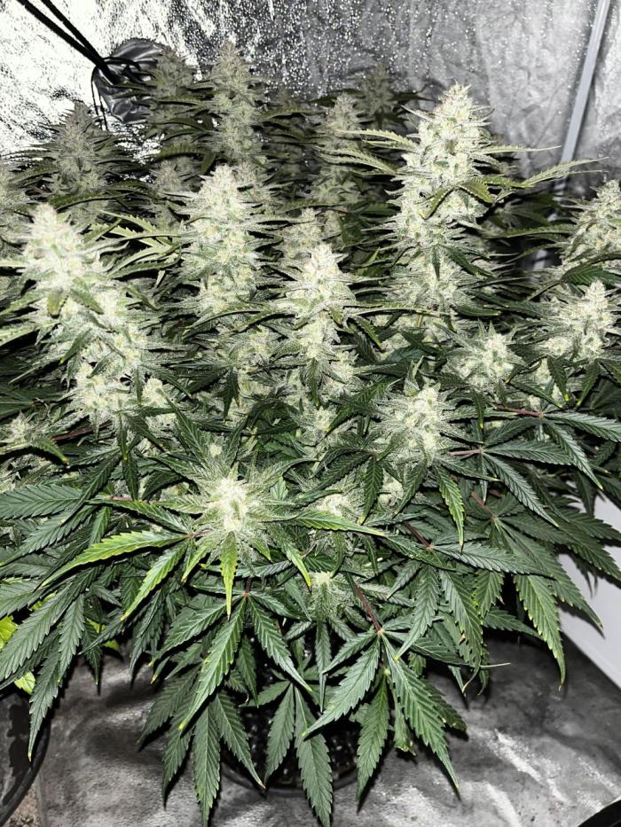 Blue Dream #39. Week 10