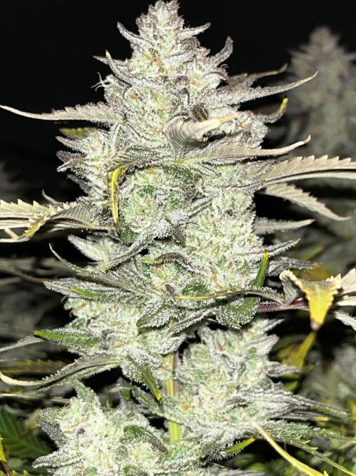 Blue Dream #39. Week 11