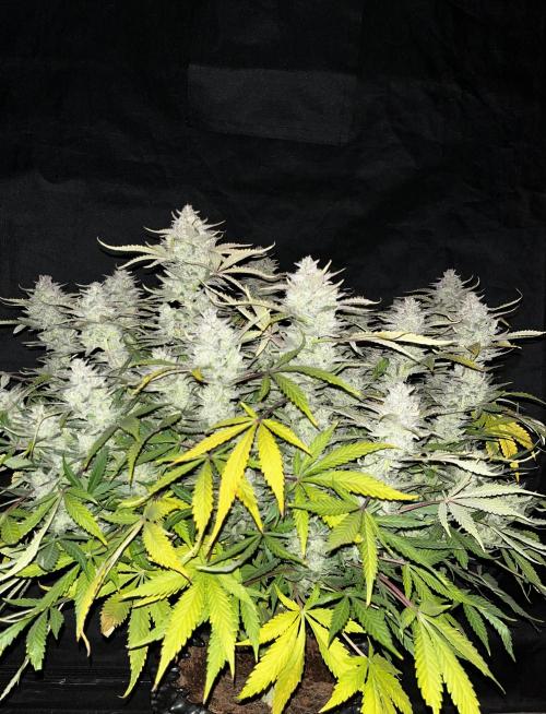 Blue Dream #39. Week 11