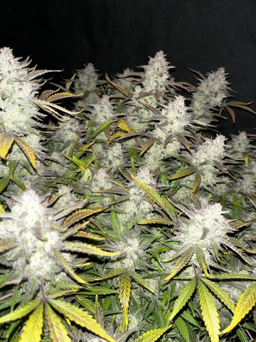 Blue Dream #39. Week 11