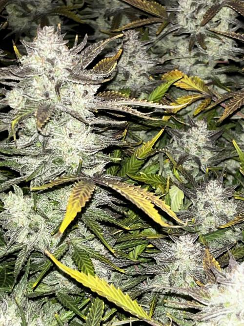 Blue Dream #39. Week 11