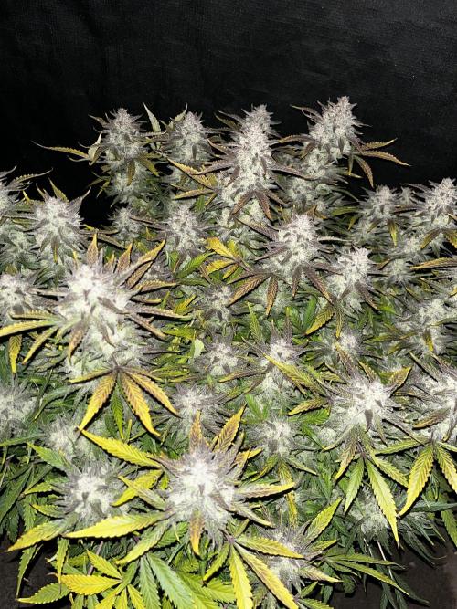 Blue Dream #39. Week 12