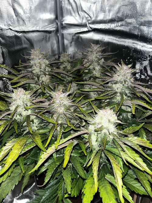 Frostbanger. Week 9