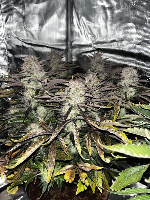 Frostbanger. Week 10