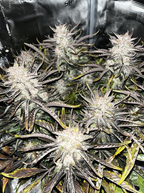 Frostbanger. Week 10