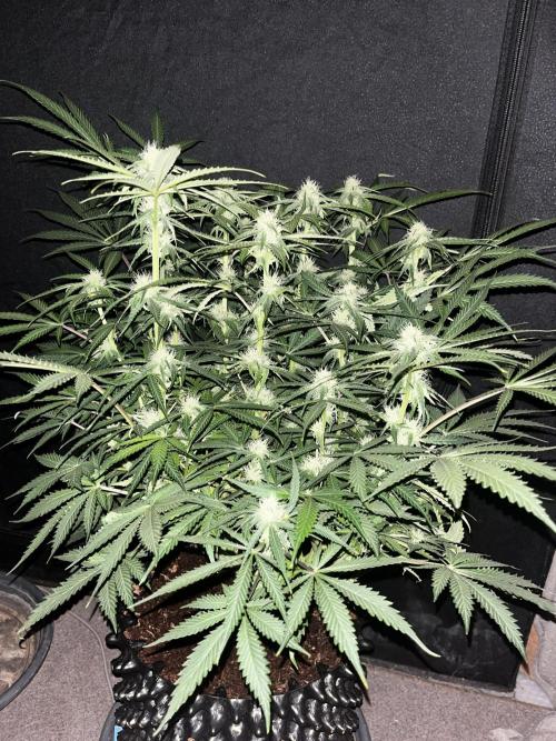 Blue Dream #40. Week 6