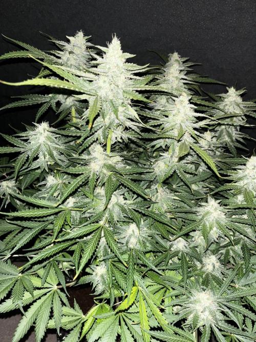 Blue Dream #40. Week 7