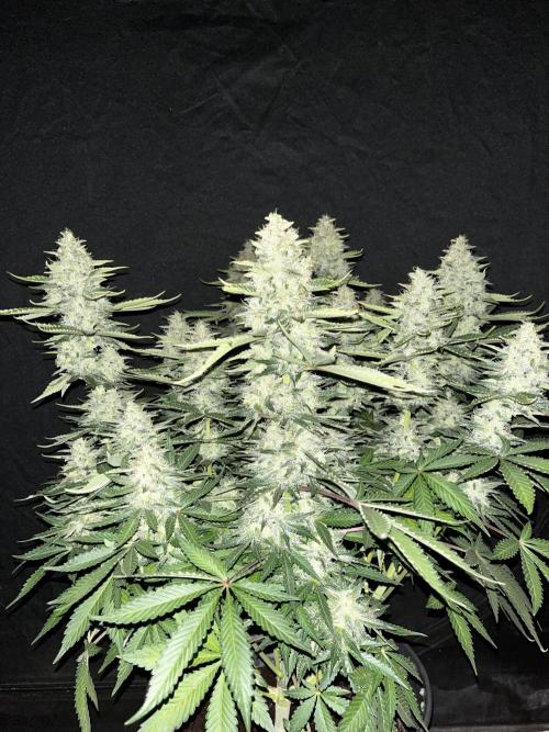 Blue Dream #40. Week 7