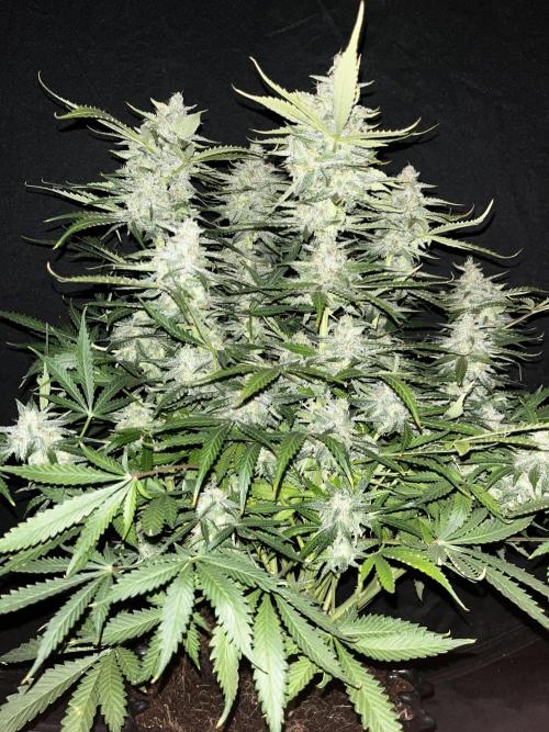 Blue Dream #40. Week 8