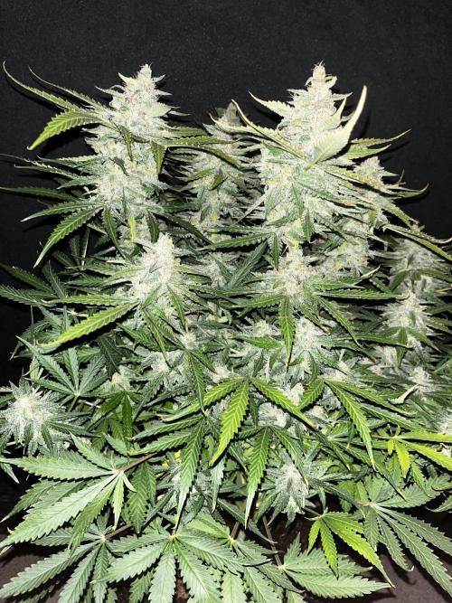 Blue Dream #40. Week 8