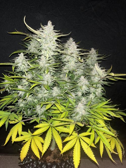 Blue Dream #40. Week 9