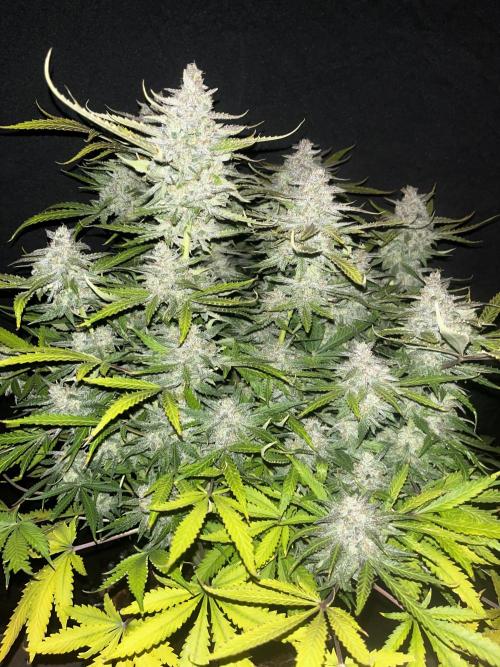 Blue Dream #40. Week 9