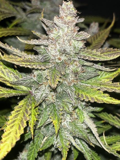 Blue Dream #40. Week 9