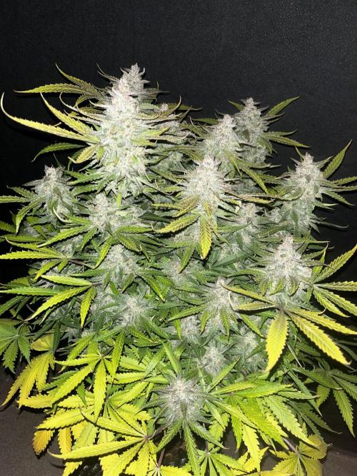 Blue Dream #40. Week 9