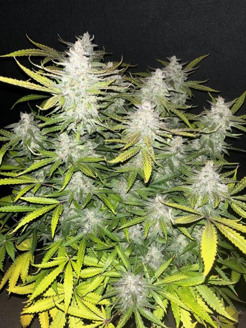 Blue Dream #40. Week 9