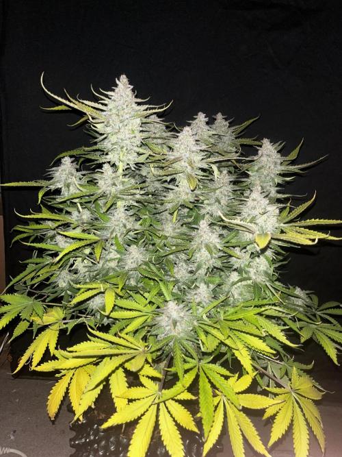 Blue Dream #40. Week 9