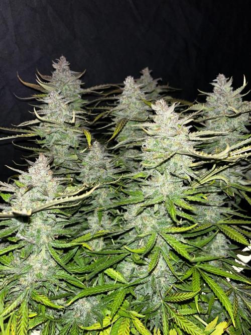 Blue Dream #40. Week 10