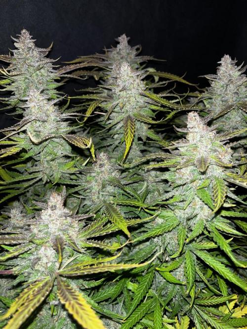 Blue Dream #40. Week 10