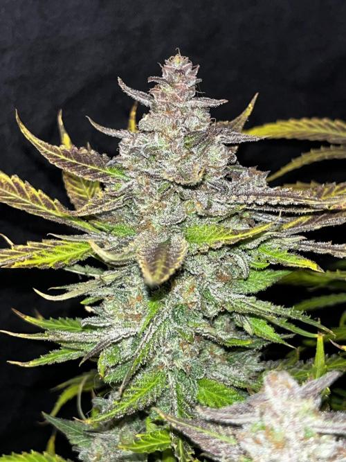 Blue Dream #40. Week 10