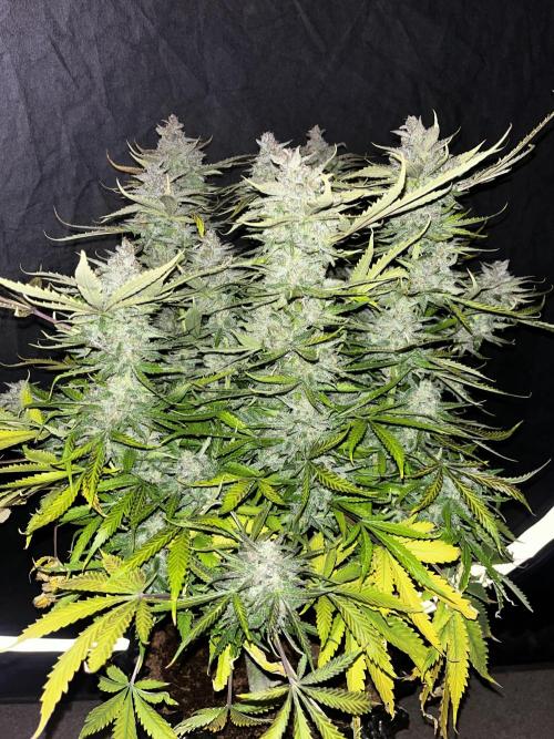 Blue Dream #40. Week 10