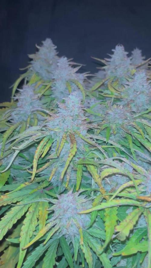 Lemon skunk