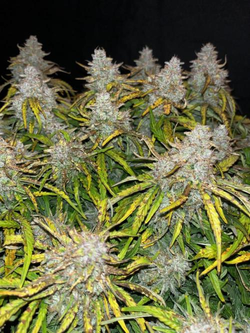 Lemon skunk. Week 10