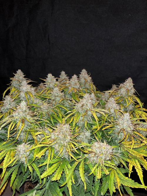 Lemon skunk. Week 10