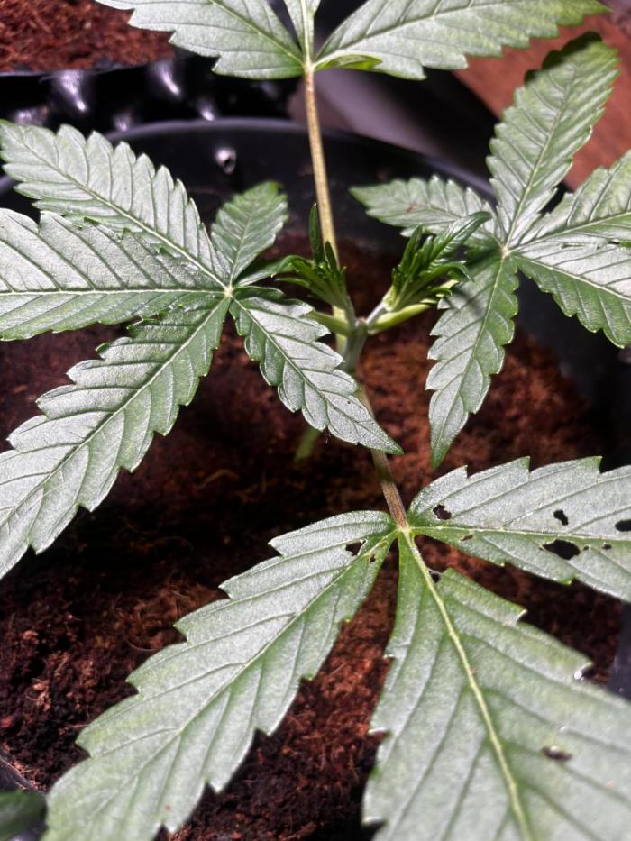 Kings Juice #3. Week 1