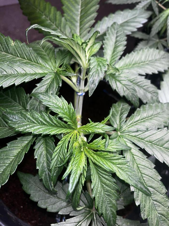 Kings Juice #3. Week 2