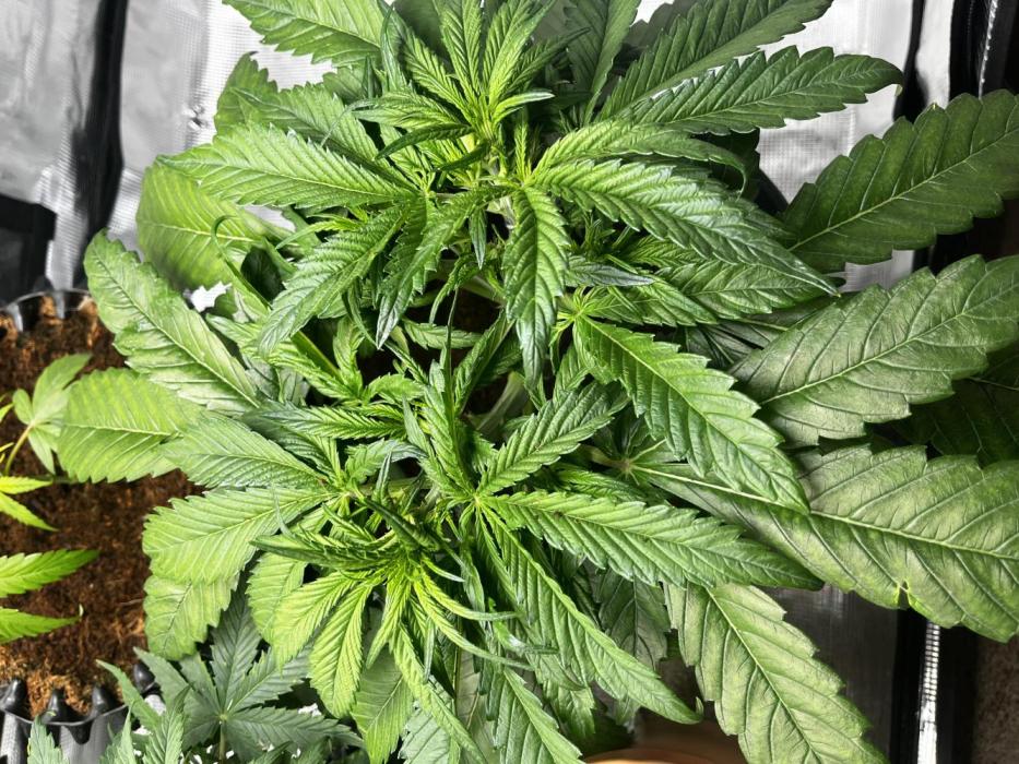 Kings Juice #3. Week 3