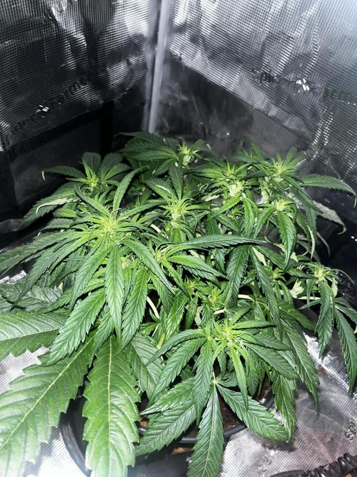 Kings Juice #3. Week 4